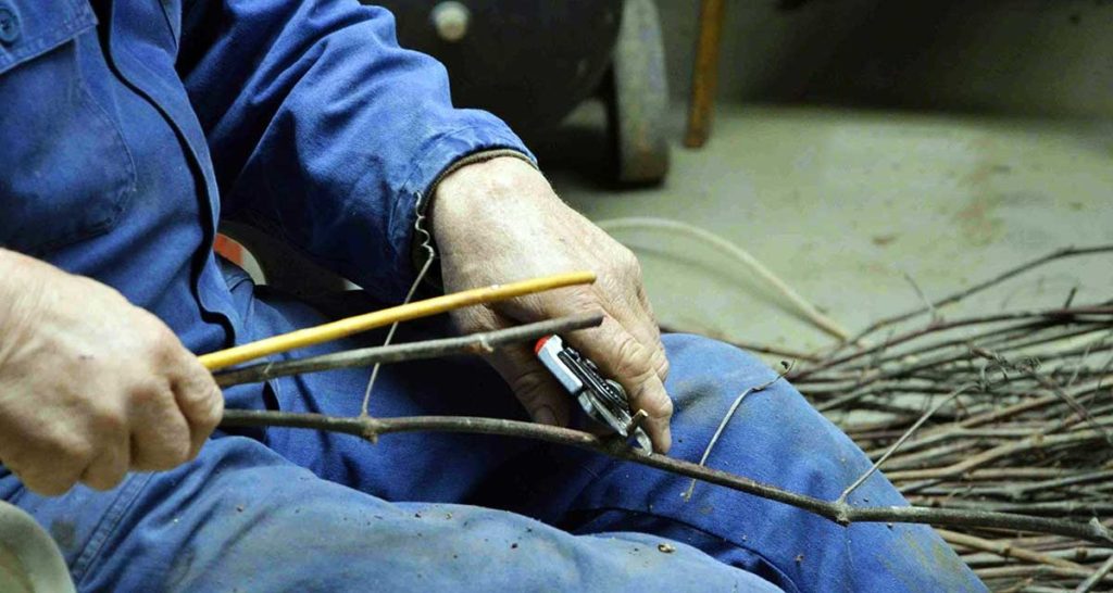 Il nostro vivaio viti: sinfonia di una crescita